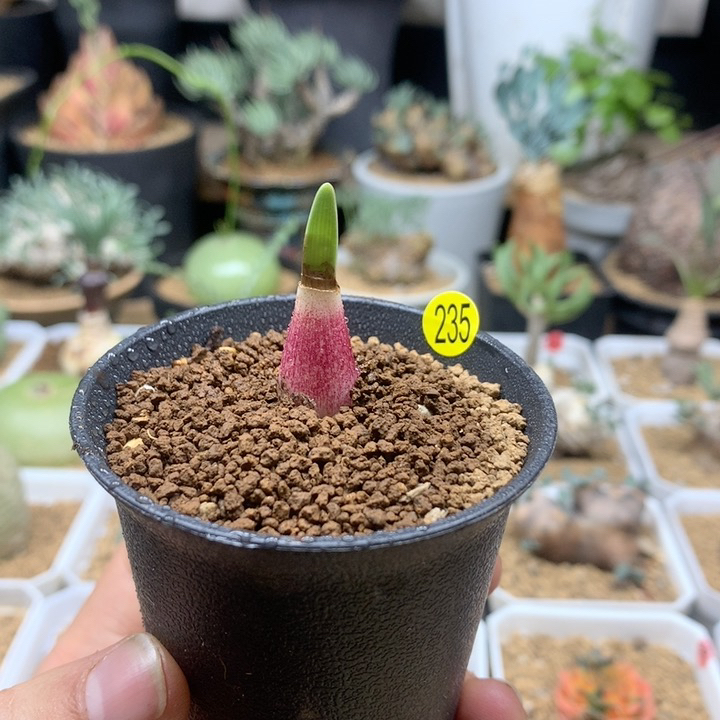 巨波叶血莲小苗带盆235