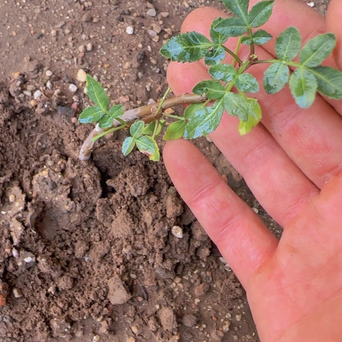 宝*熊块根植块根植物块根