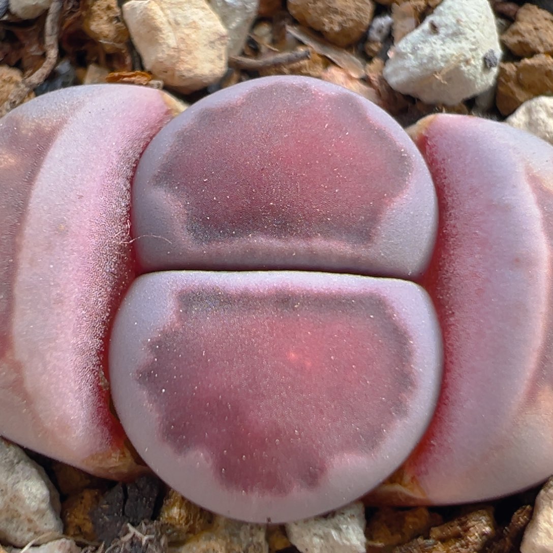 134多肉植物百科知识