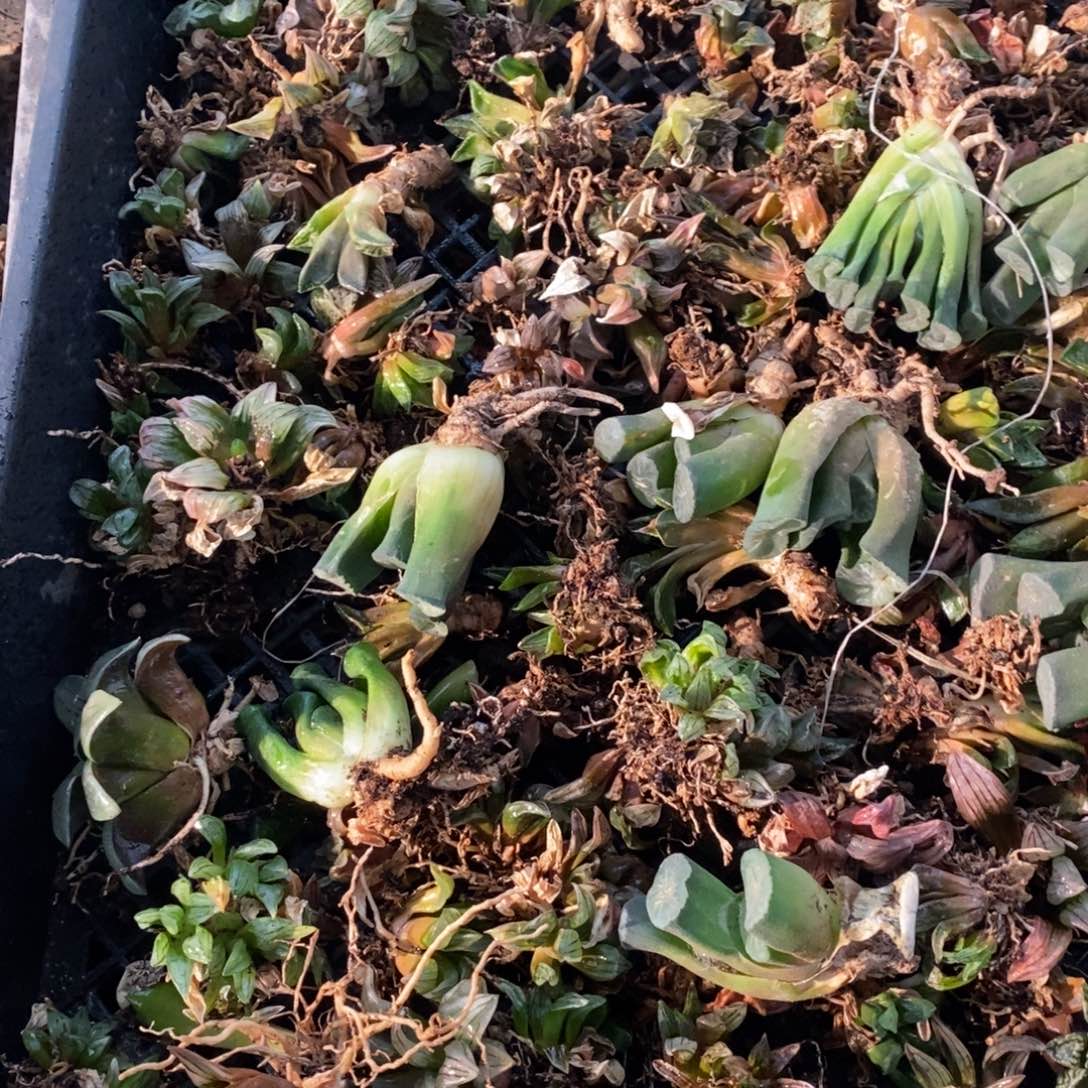 22121 这筐里随机一颗 整点开盲盒福利