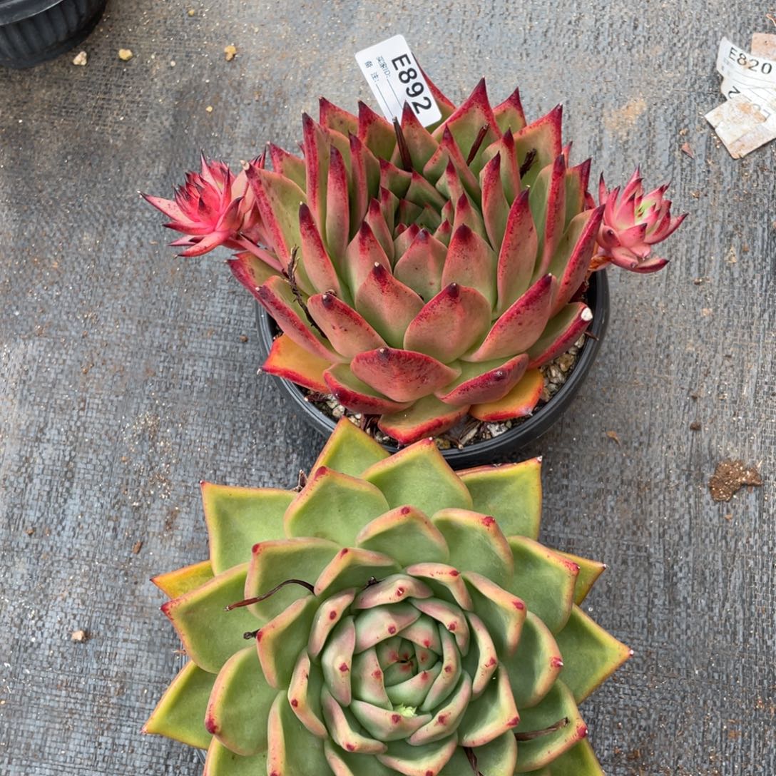 无花朵若如东云组拍E892