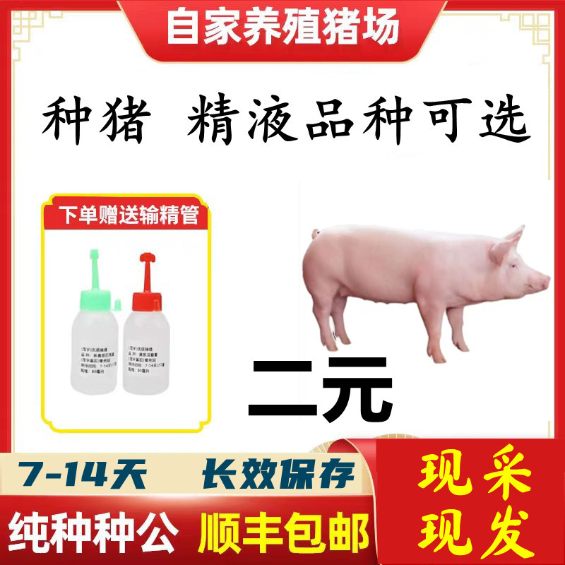 【二元】种猪优质精液批发品种可选一件包邮原种恒温箱发货包对版