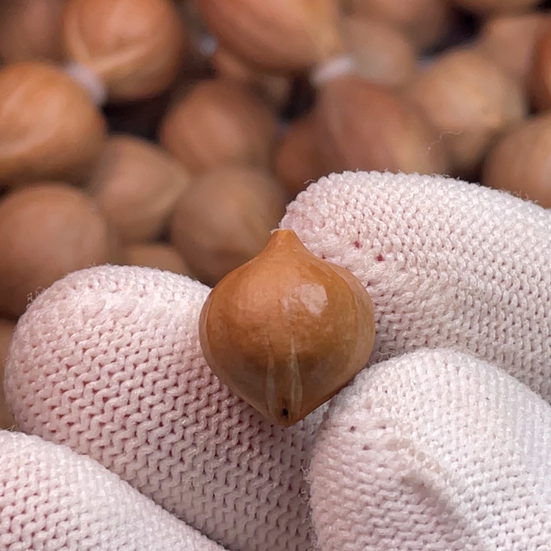 用***9橄榄核手串/手链1.3尺寸。穿好