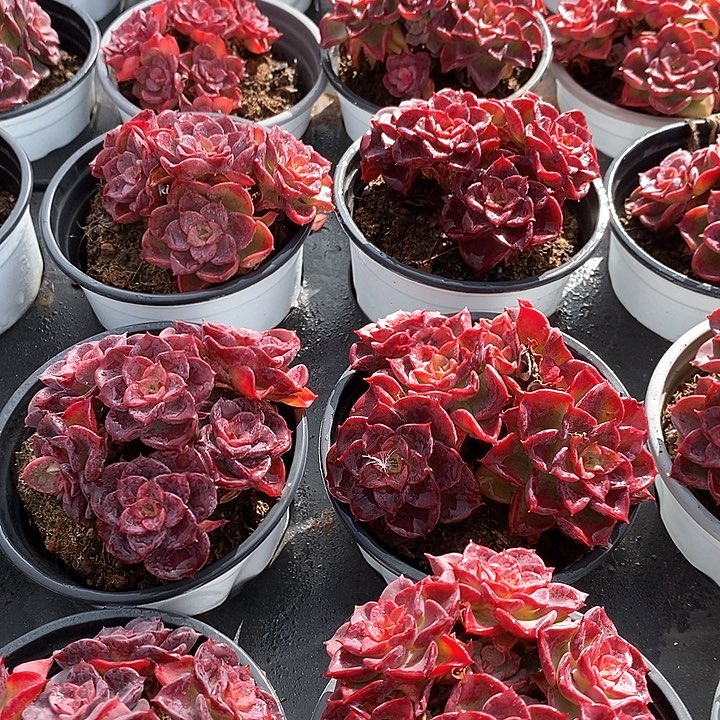 94高贵群生 福利多多哦