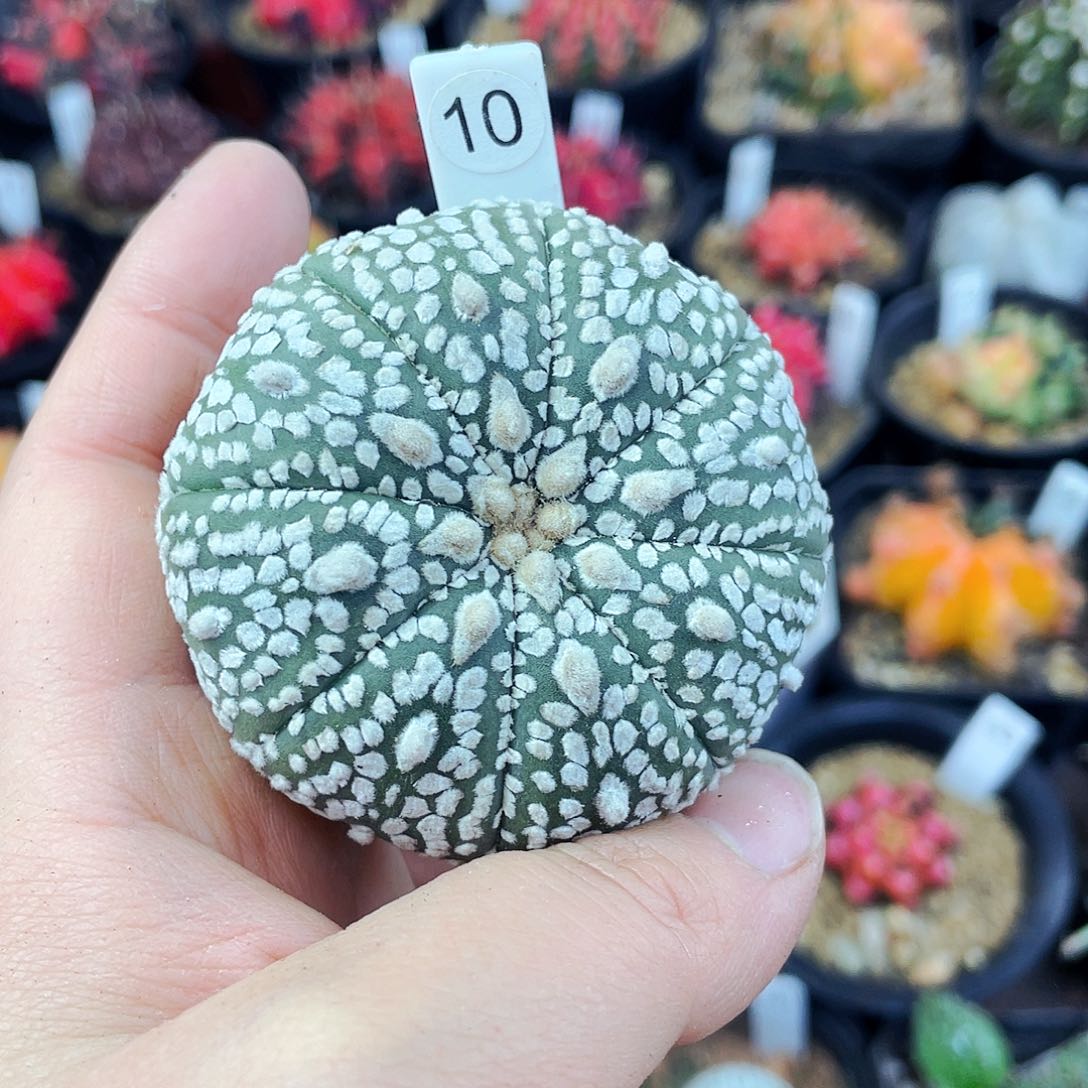 非偏远地区满25包邮仙人球