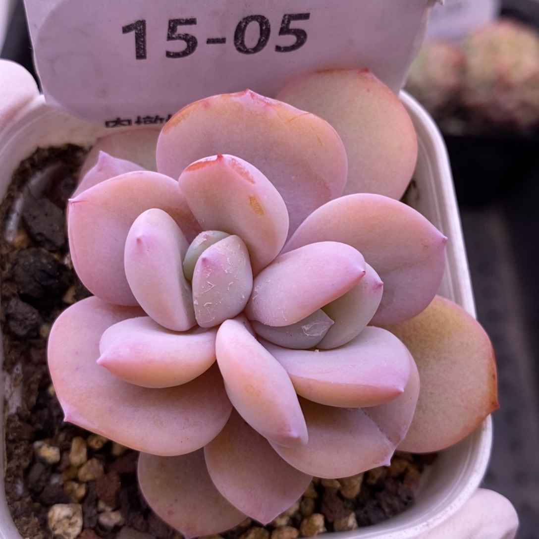 【闪购商品】15-05