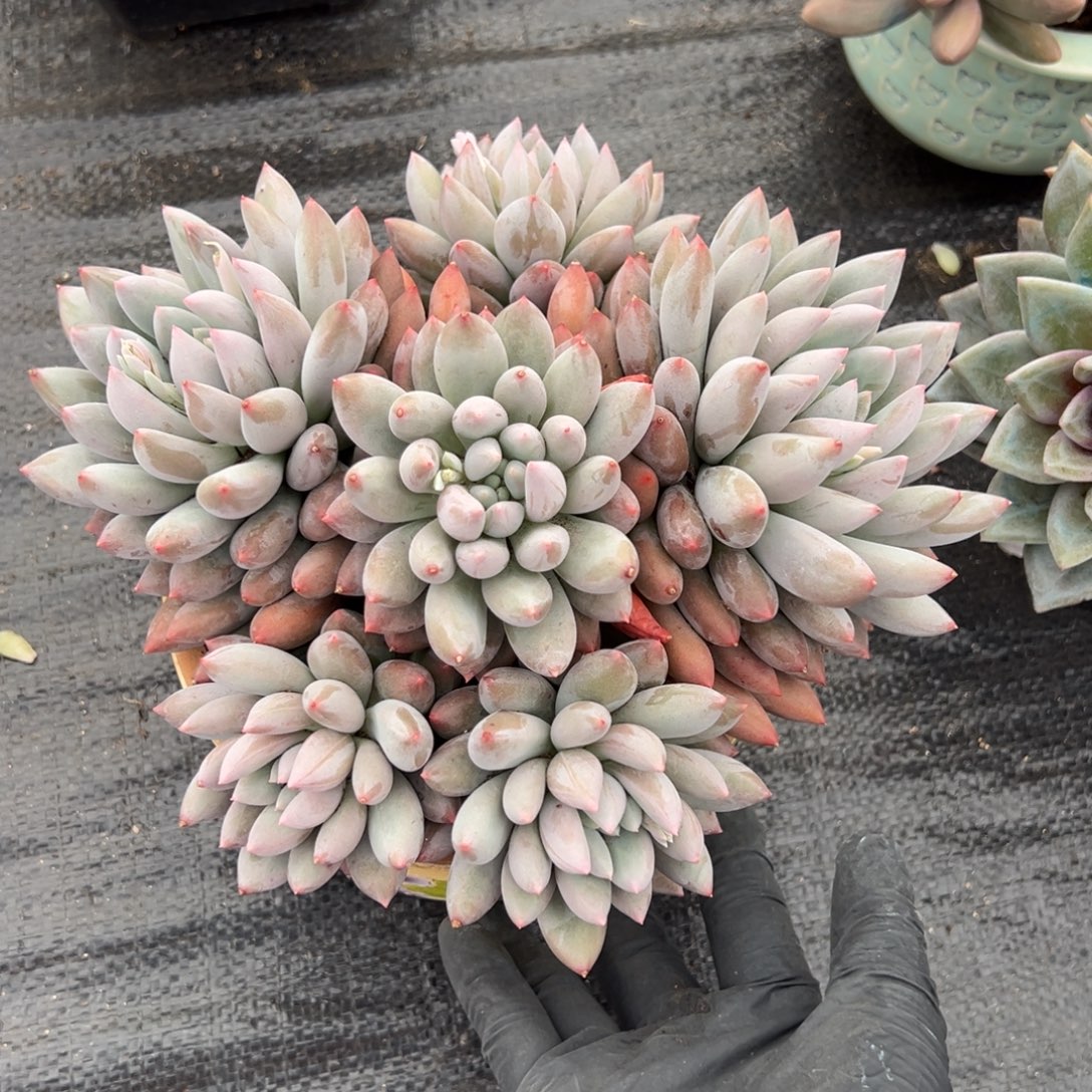 所罗门多肉一物一拍