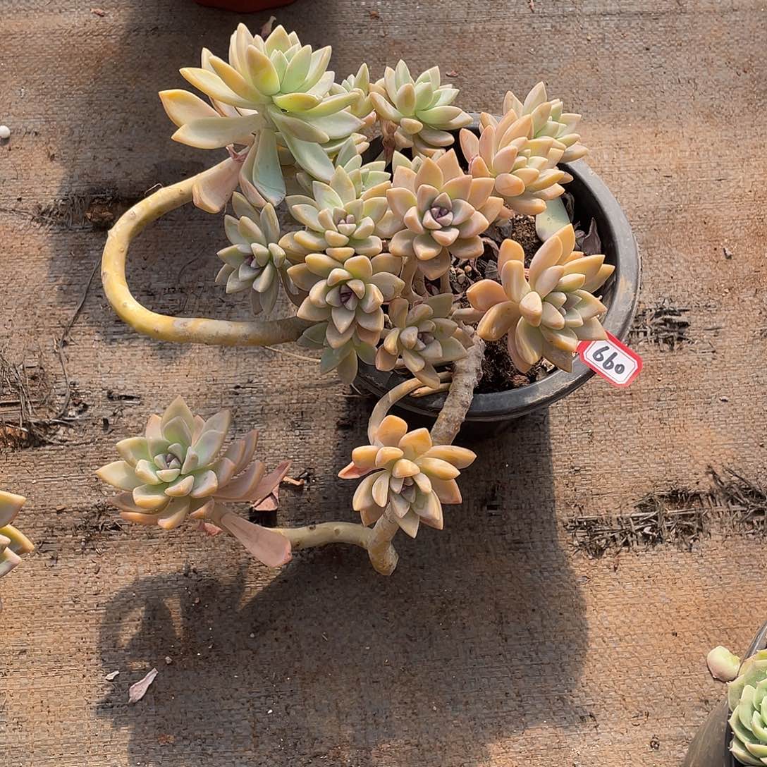 660淡雪 一物一拍多肉