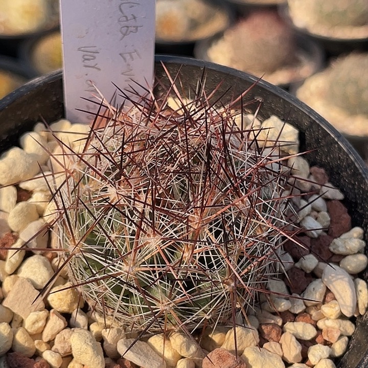 红刺北极球实生   