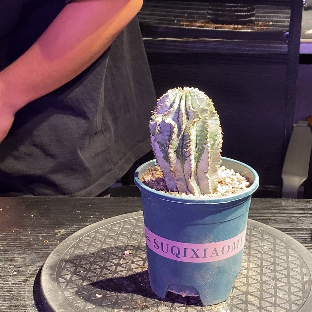 实生一个带盆一个