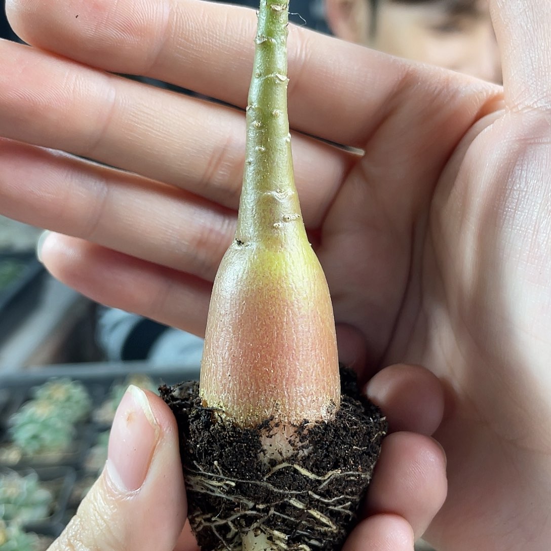 2cm实生正版索马里沙漠玫瑰