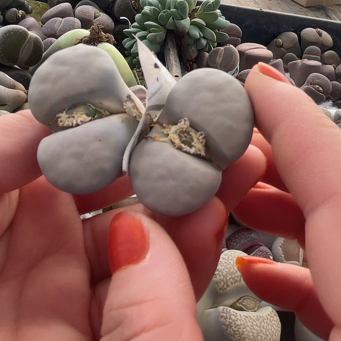 生石花一颗472000