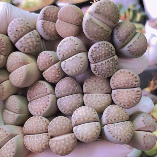 无花朵0523，1.7厘米左右特价22棵