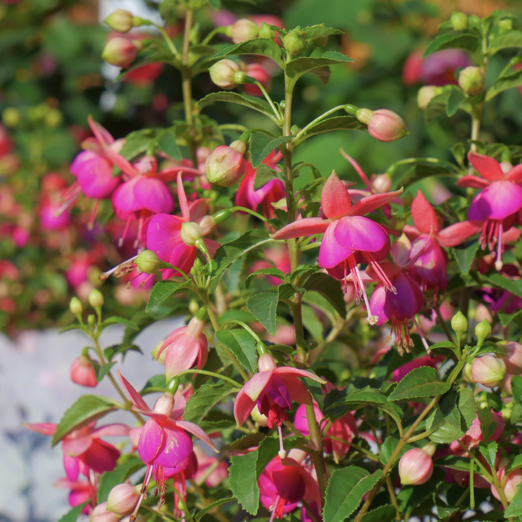 倒挂金钟【紫色丛生】盆栽室内多年生木本阳台庭院易种植