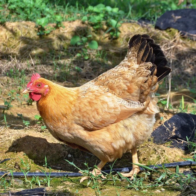 生态散养土鸡老母鸡散养土鸡两年以上带黄油当天现杀走地鸡
