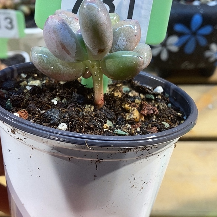 米可小树731号的啊啊啊多肉啊啊