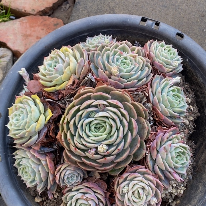 昂斯洛无砍老桩捧花1号