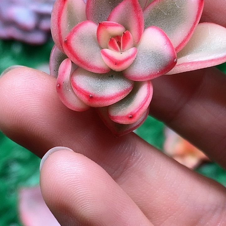 红**升阿斯娜侧芽一物一拍，
