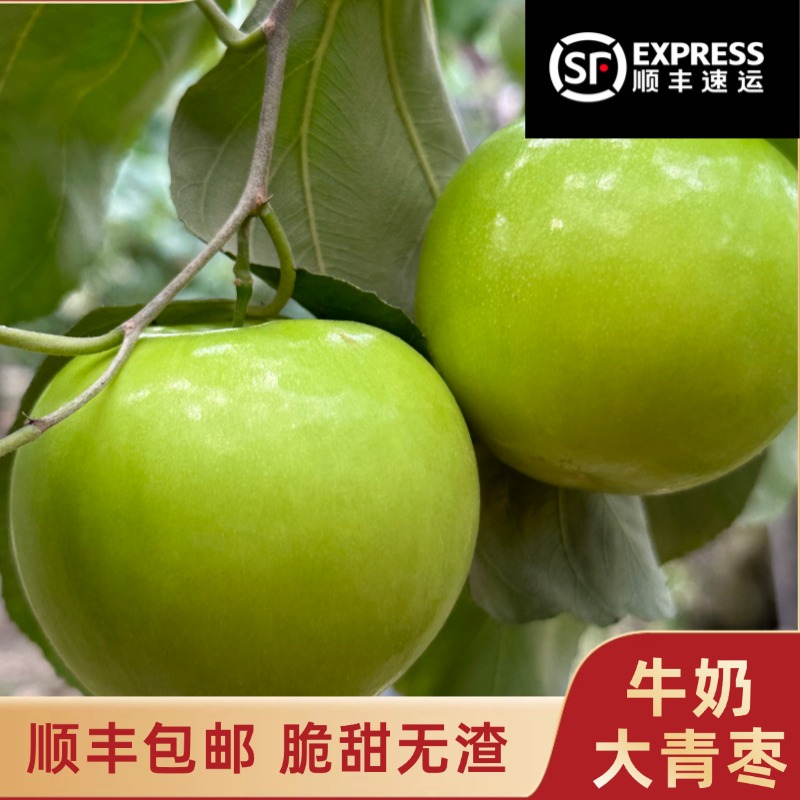 漳州畲乡牛奶枣新鲜现摘树上自然成熟1斤