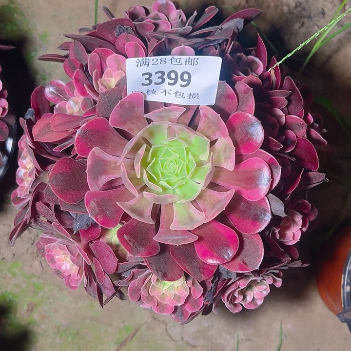 无花朵3399美杜莎多肉植物2号