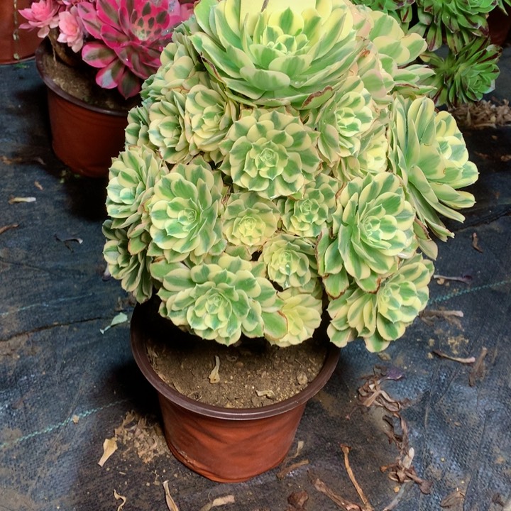 100迈巴赫多肉111111