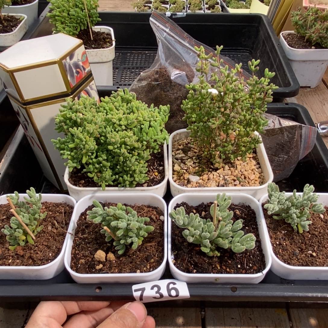 枝干番杏多肉植物736