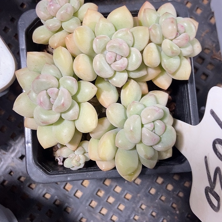 多肉植物泡泡糖1030