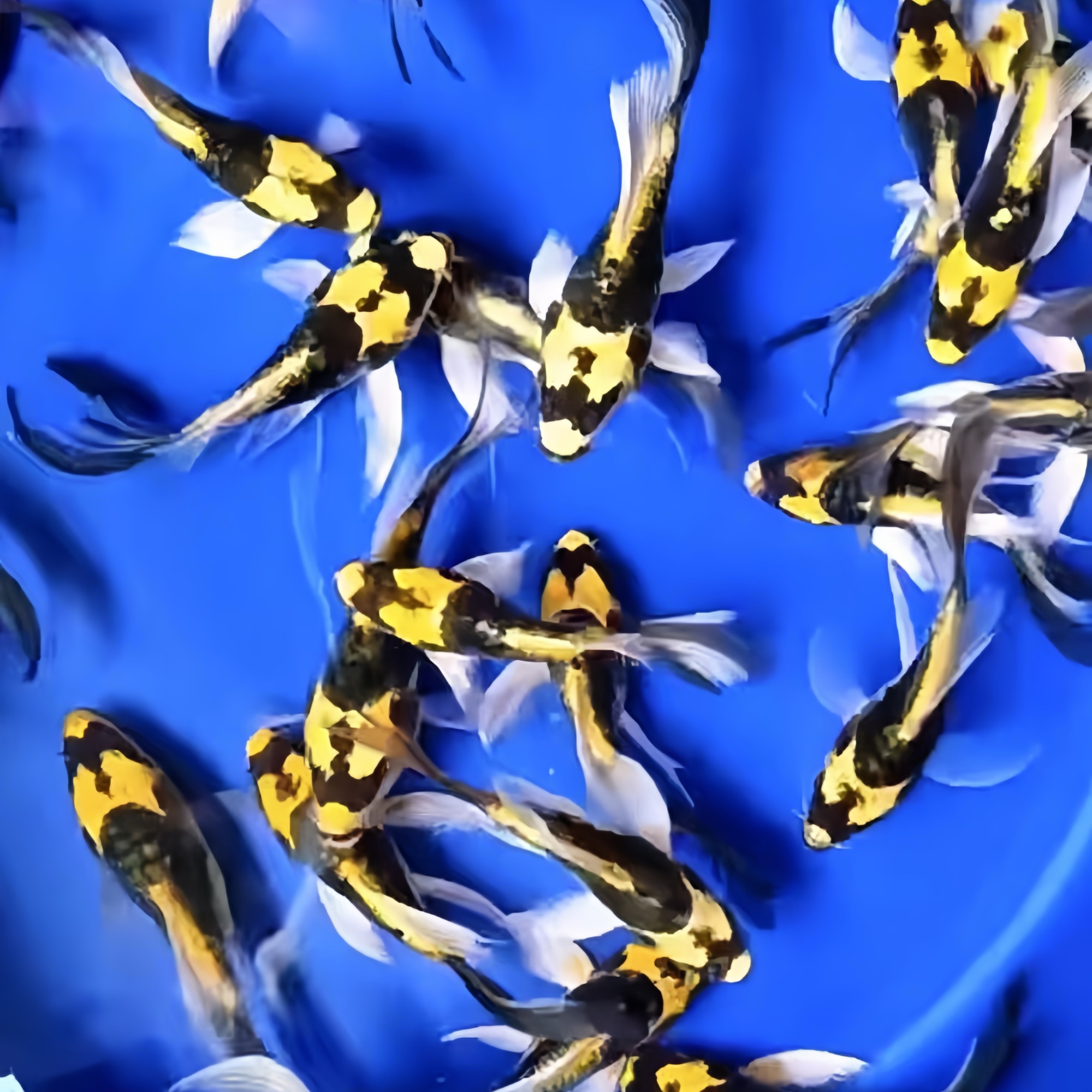 【可米】玛雅蝴蝶鲤观赏鱼墨蝶冷水鱼淡水观赏鱼