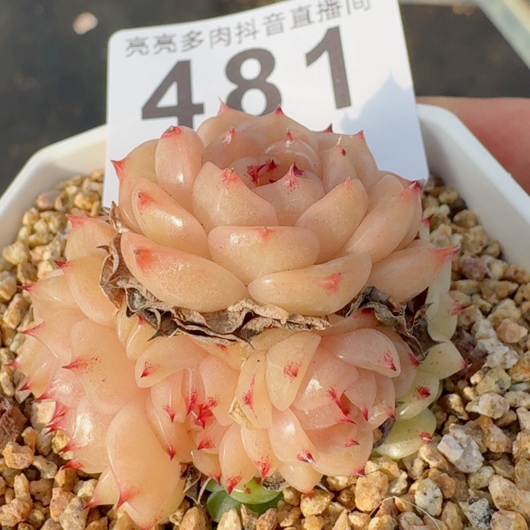 麦秆群生         精品多肉