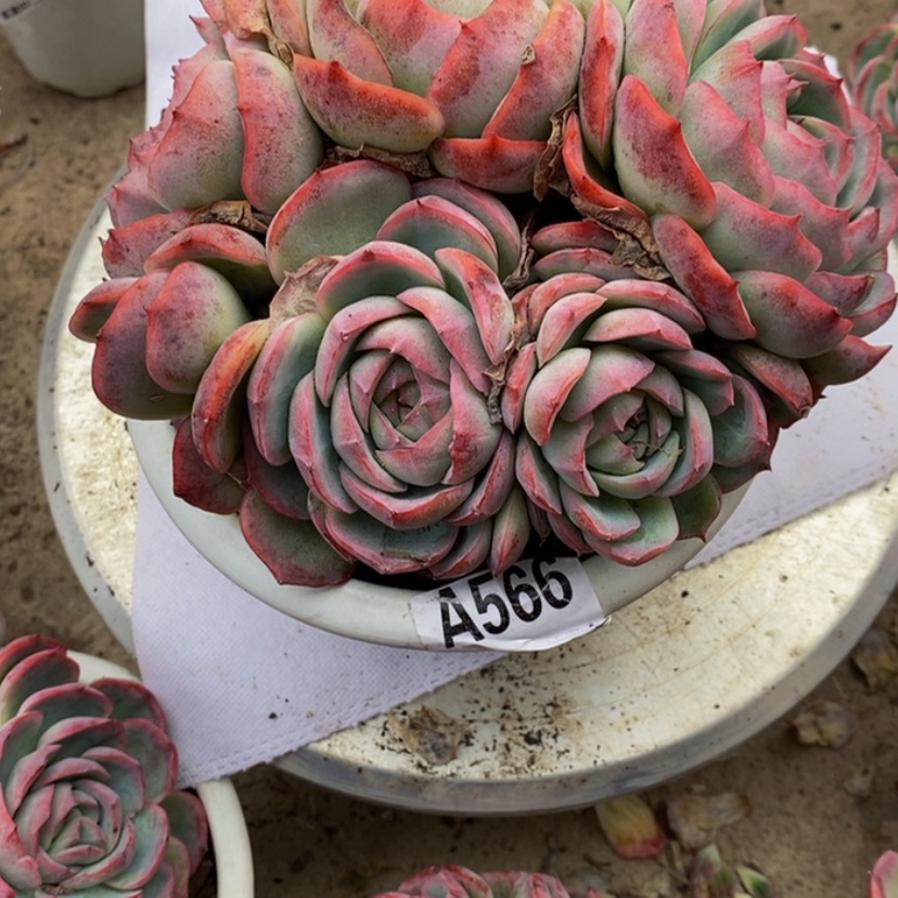 【闪购商品】小*.多肉植物