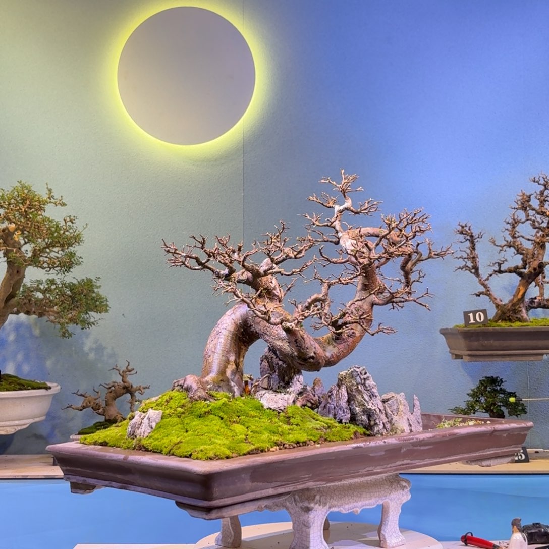 一*水榆树一物一拍