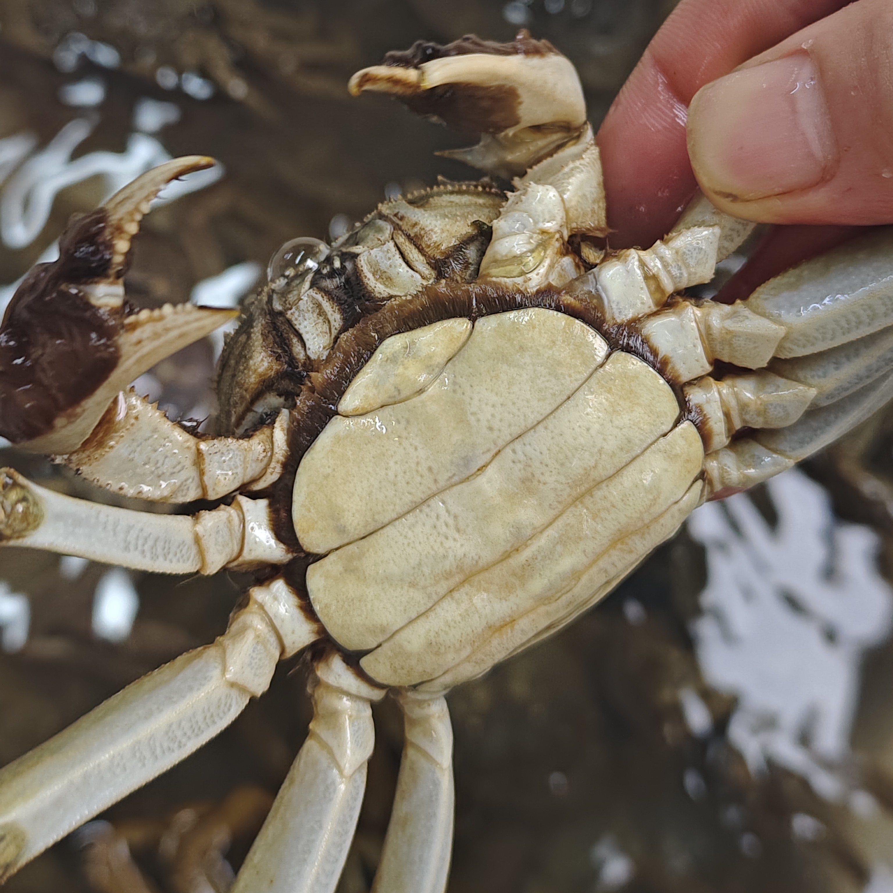 【活蟹】洪湖大闸蟹母1只（1.3-1.5两）