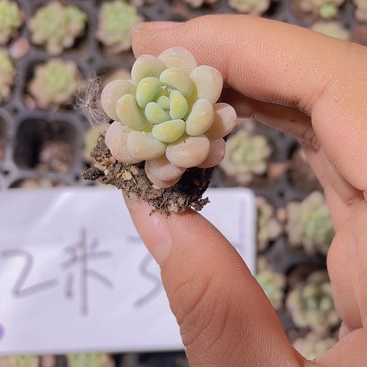 35精品洛可可2米3颗