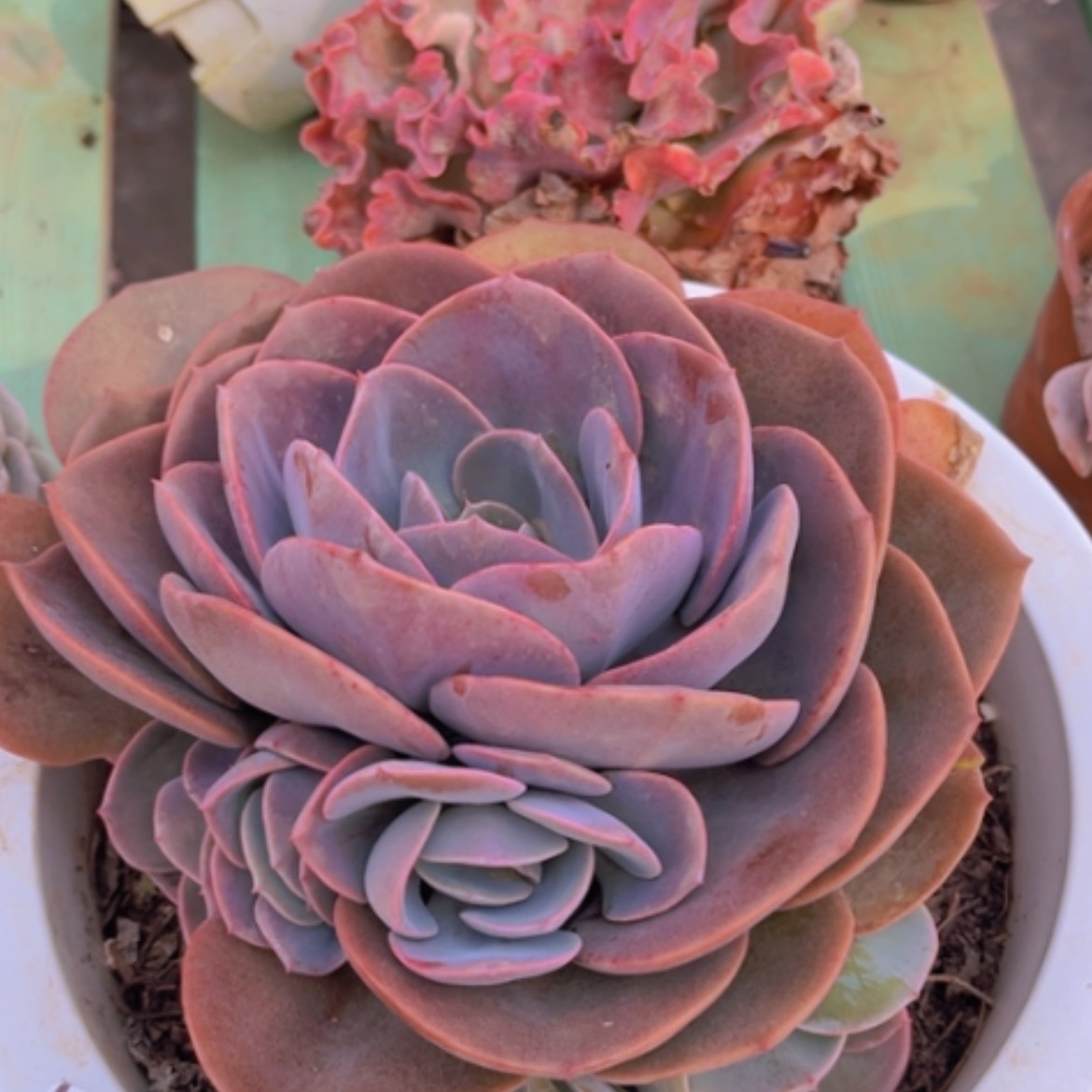 【闪购商品】尘埃玫瑰1552