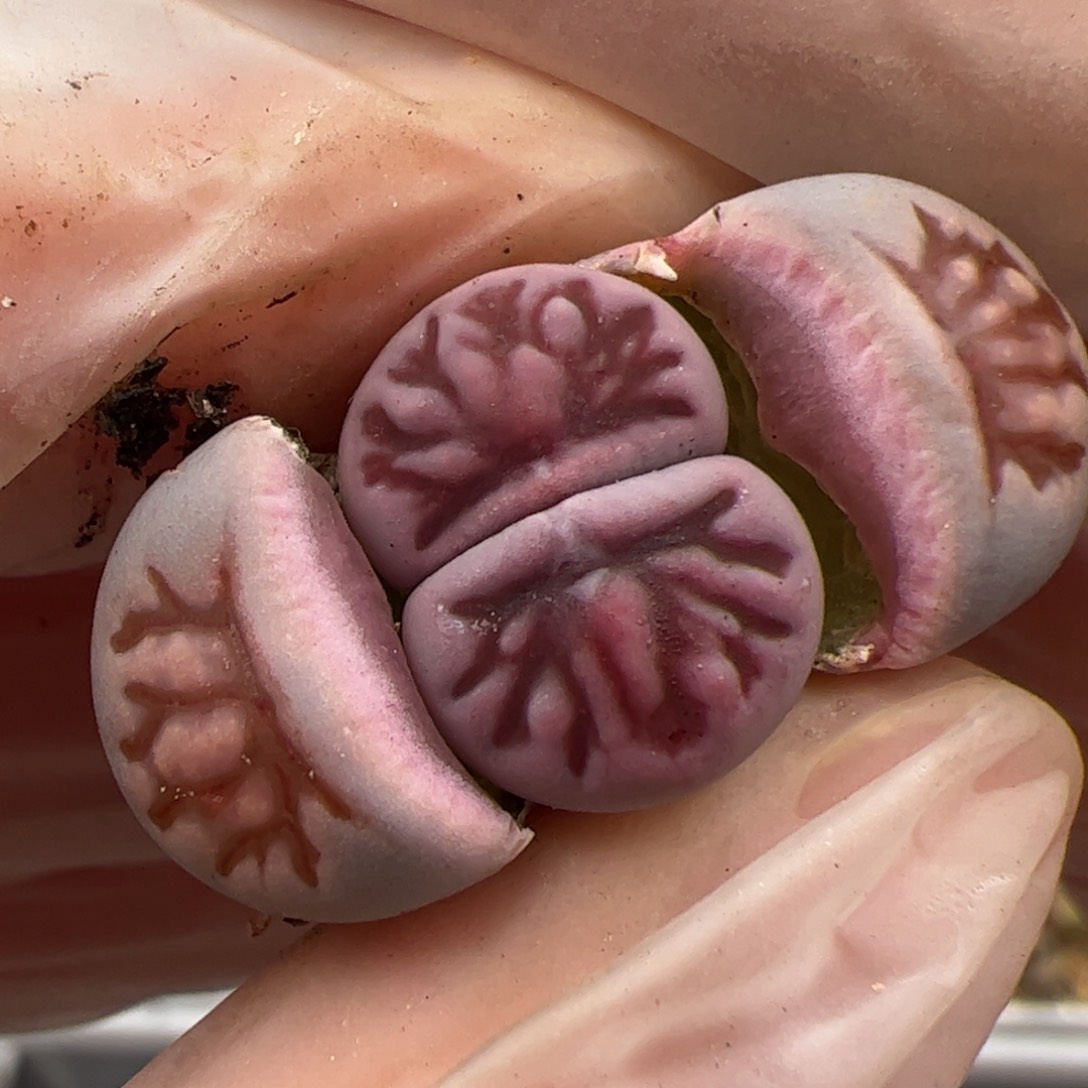 0614号 紫菊多肉植物