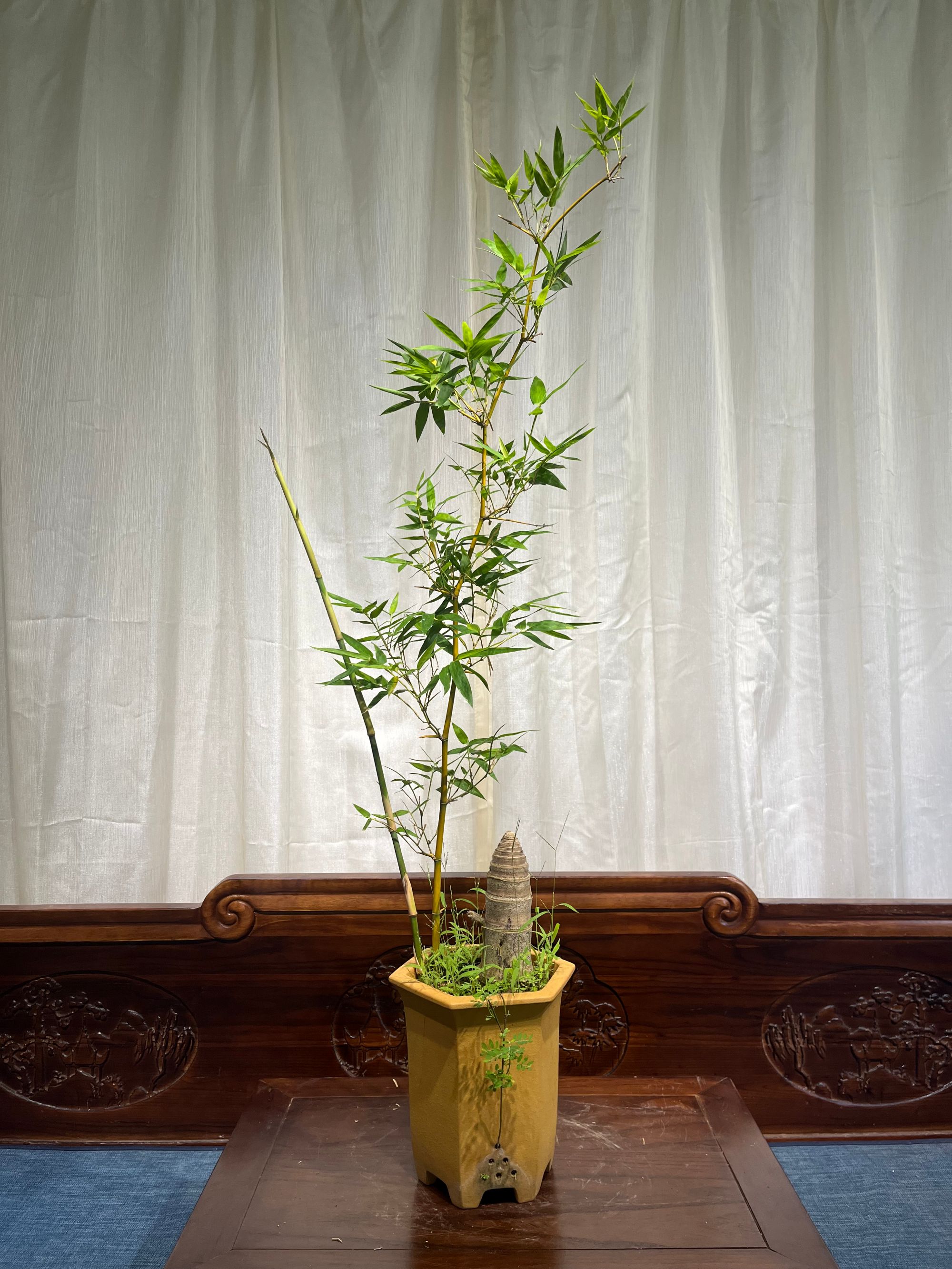 【喜竹园】单飘宝塔，春笋破土