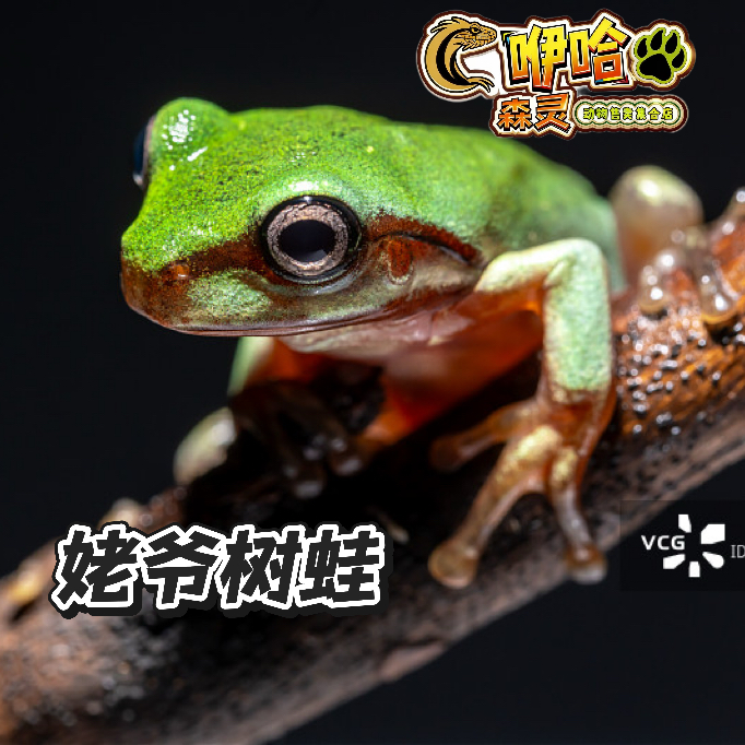 【姥爷树蛙】活体爬宠安静饲养可爱