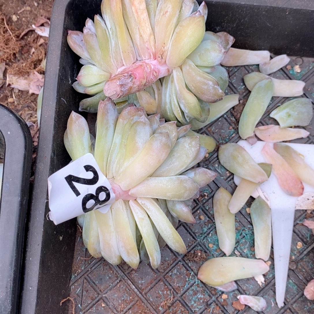 安***心280石榴子鸡腿哇哇哇