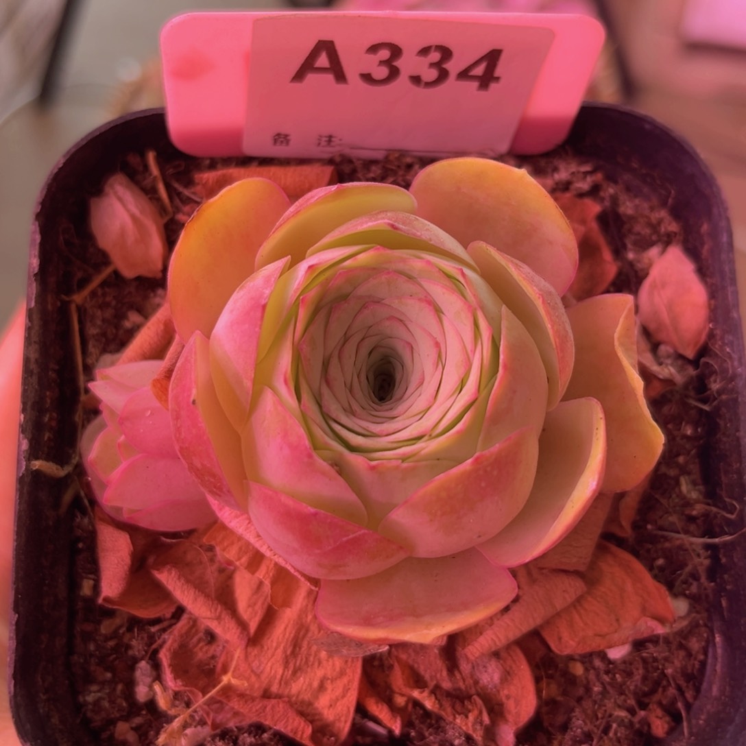 单颗油画一物一拍A334