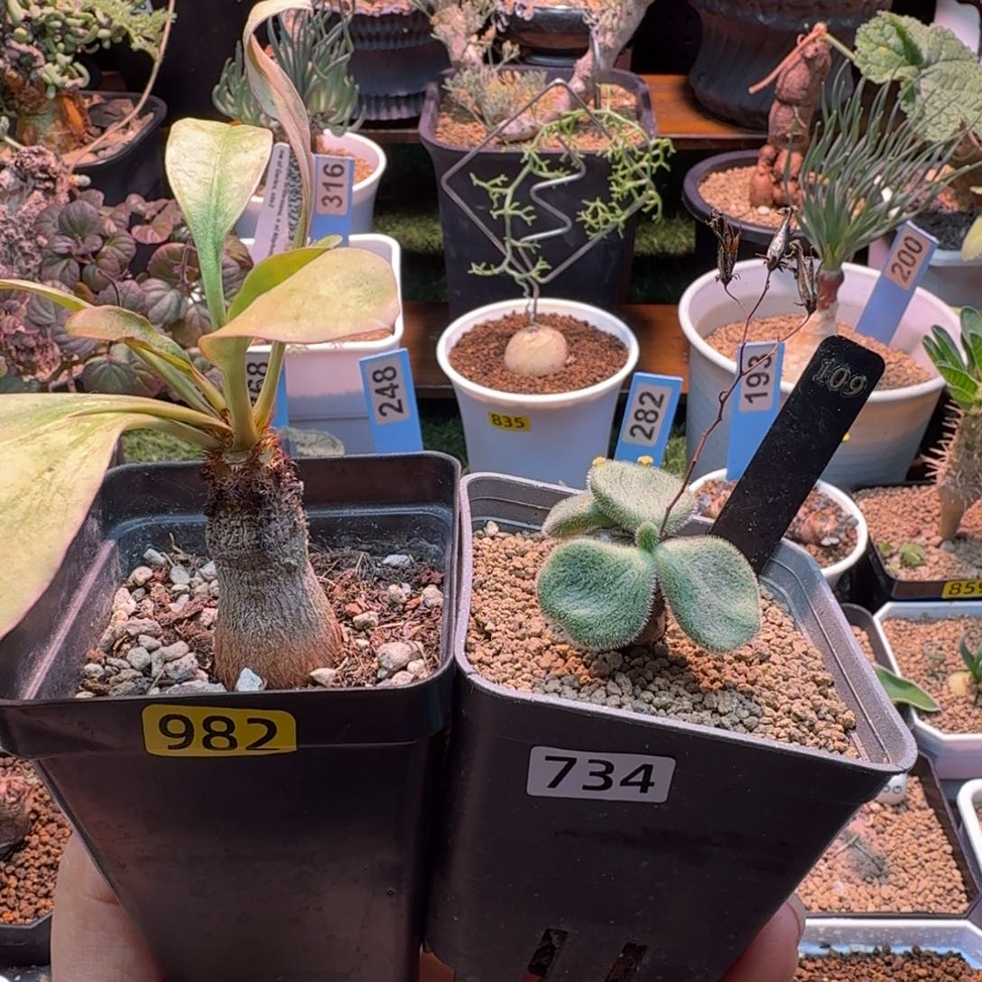 王***宝象鼻大戟982+薛辉圣塔734