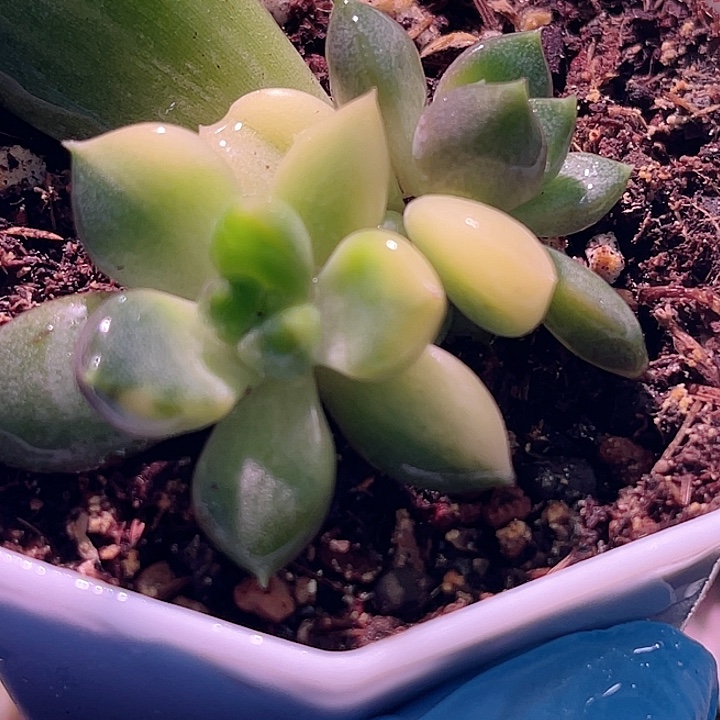 尚品园艺红象牙锦