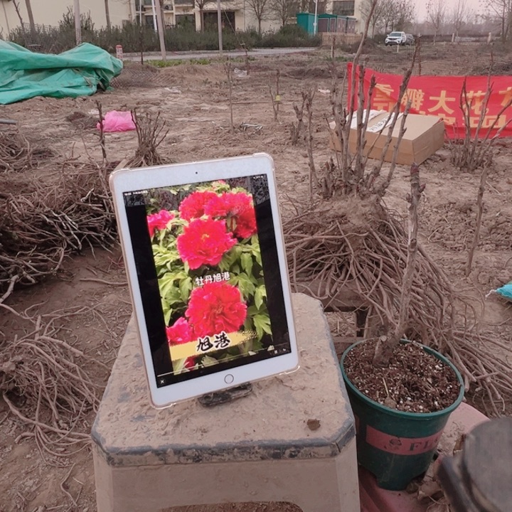 当前无花栽培后可以开花三送一，不一样的红