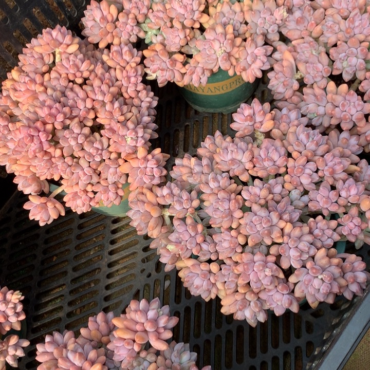 全粉透星戴露多肉植物