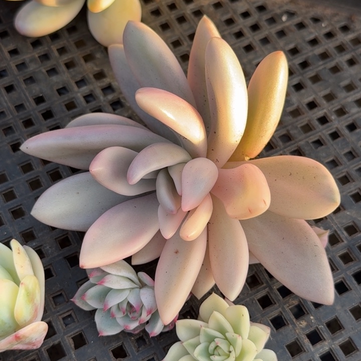 桃花源锦一刻无替品