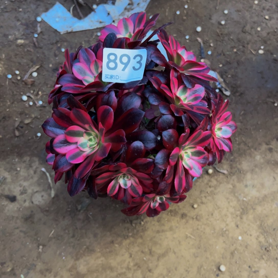 893美杜莎多肉植物