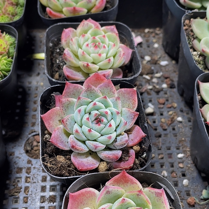 白吉2.8带盆土发货