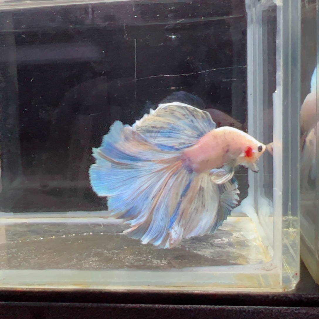 斗鱼浅色特殊尾hhhh