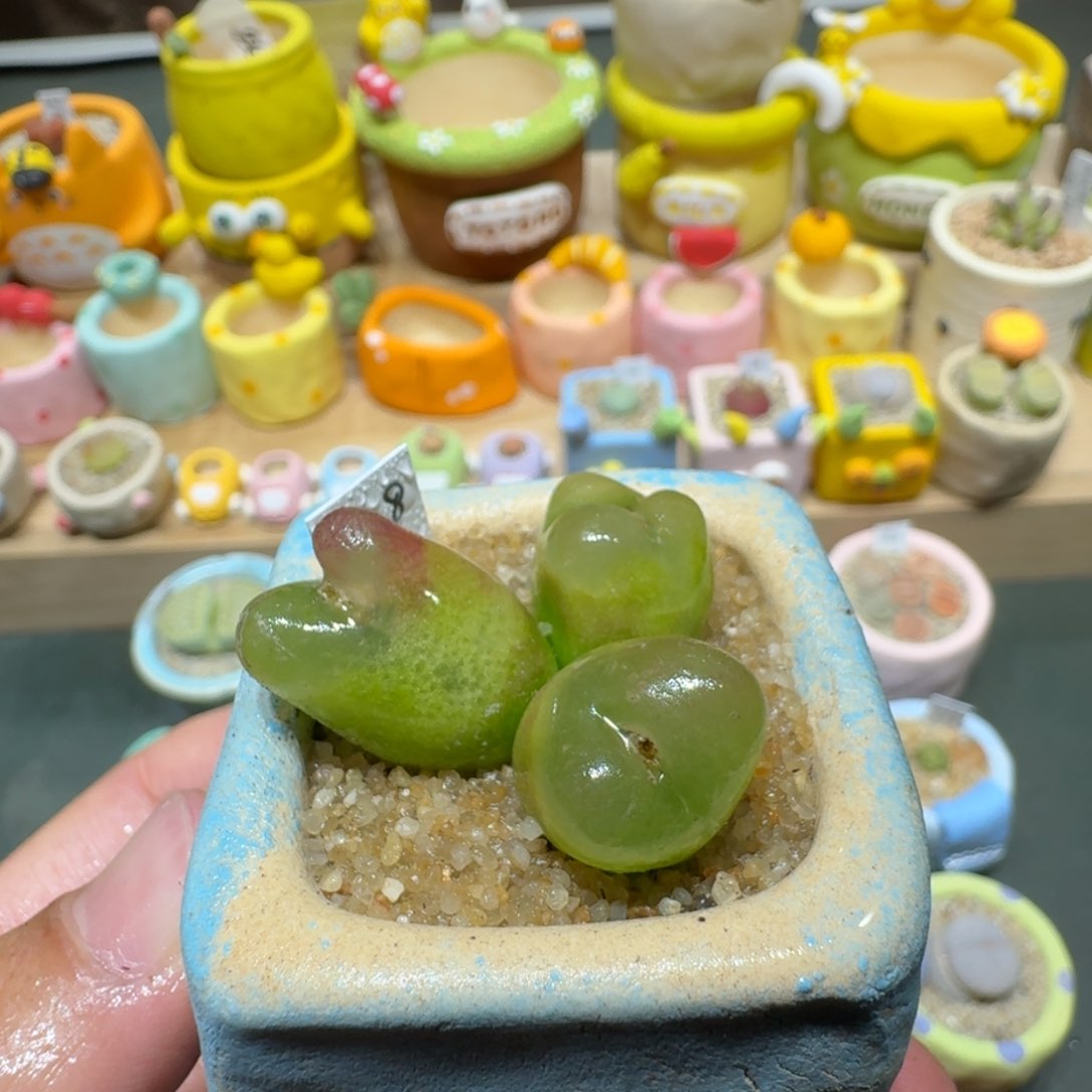 红陶蘑菇529毛汉尼