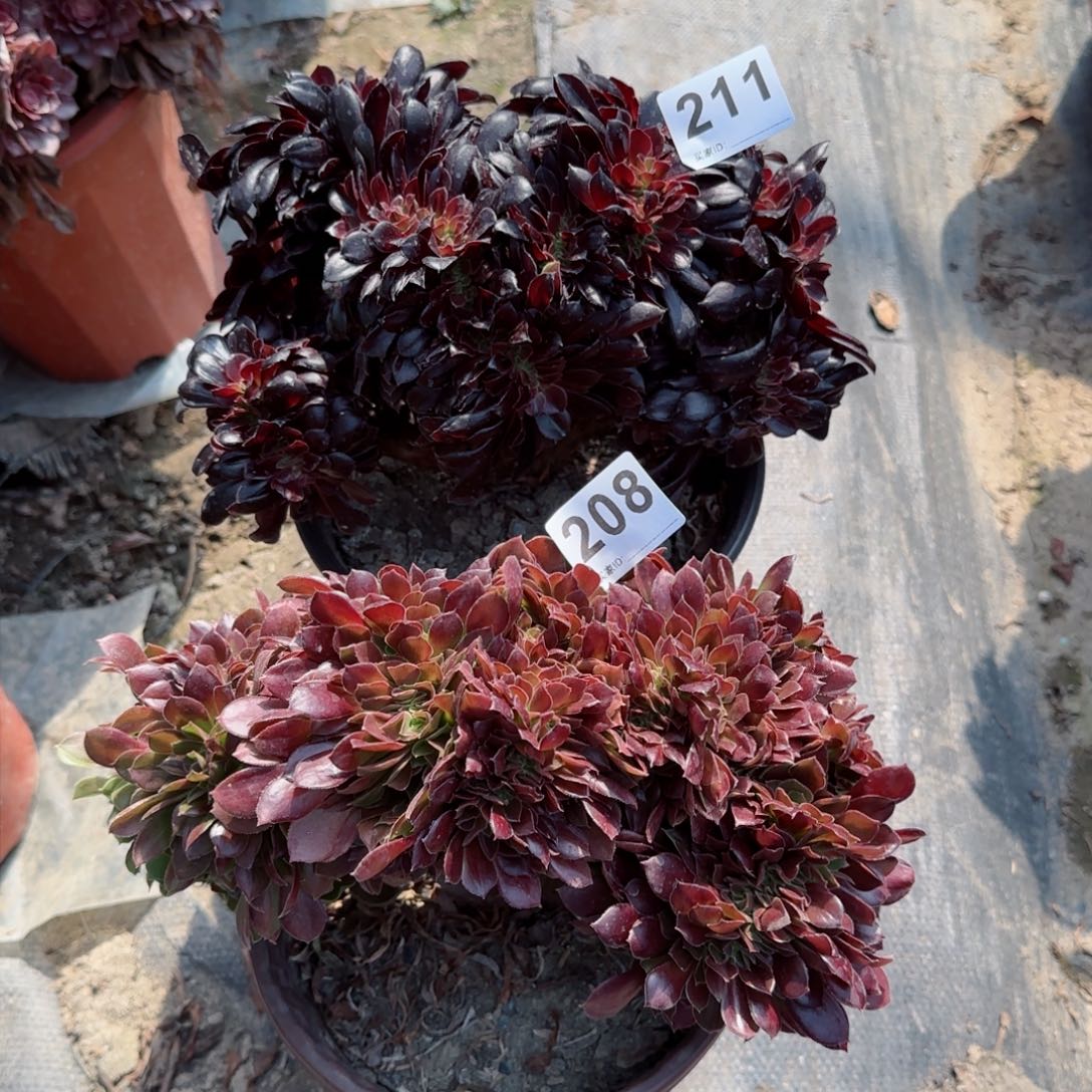 208211多肉植物两个