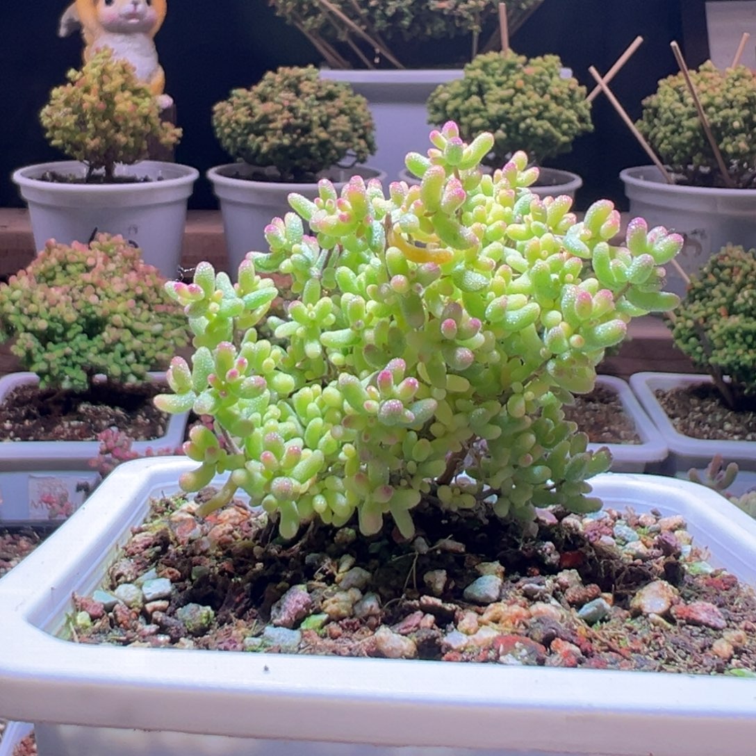 589米粒锦一物一拍包开箱